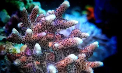 Potted Coral Care and Management (Creating a Charming Potted Coral Garden) 1