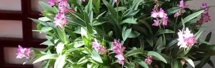 How to care for Australian Dendrobium to make it bloom beautifully (Detailed explanation of Australian Dendrobium care skills, let your plant grow strong)1