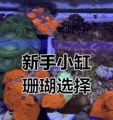 Potted Coral Care and Management (Creating a Charming Potted Coral Garden) 2