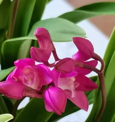 How to care for Australian Dendrobium to make it bloom beautifully (Detailed explanation of Australian Dendrobium care skills, let your plant grow strong)2