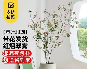 Potted Coral Care and Management (Creating a Charming Potted Coral Garden) 3