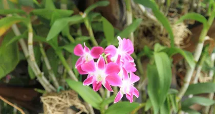 How to care for Australian Dendrobium to make it bloom beautifully (Detailed explanation of Australian Dendrobium care skills, let your plant grow strong)3