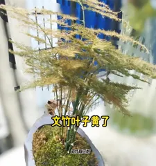 秋天养护文竹的秘诀（文竹的生长需求与护理技巧）1