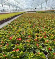 Planting and Care Tips for Perpetual Begonia (Exploring the Charm and Beauty of Perpetual Begonia)1