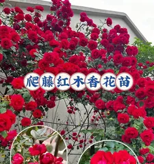 Can Redwood Fragrant Rose be potted? — Care techniques for potted Redwood Fragrant Rose (flowering period, suitable temperature, watering and fertilization methods) 1