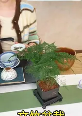 秋天养护文竹的秘诀（文竹的生长需求与护理技巧）2