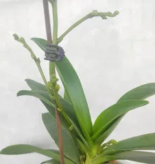 How to Care for Australian Dendrobium Blooming (Australian Dendrobium Care Tips) 1