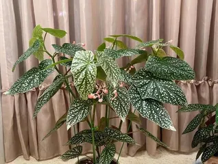 Planting and Care Tips for Perpetual Begonia (Exploring the Charm and Beauty of Perpetual Begonia)2