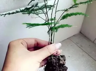 秋天养护文竹的秘诀（文竹的生长需求与护理技巧）3