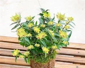 How to Care for Australian Dendrobium Blooming (Australian Dendrobium Care Tips) 2