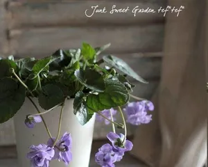 耐寒多年生花卉的种植与养护（打造四季美景，享受花园乐趣）1