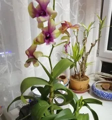 How to Care for Australian Dendrobium Blooming (Australian Dendrobium Care Tips) 3