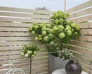 耐寒多年生花卉的种植与养护（打造四季美景，享受花园乐趣）2