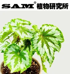 Planting and Care Tips for Perpetual Begonia (Exploring the Charm and Beauty of Perpetual Begonia)3