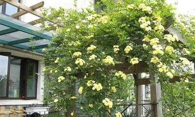 Can Redwood Fragrant Rose be potted? — Care techniques for potted Redwood Fragrant Rose (flowering period, suitable temperature, watering and fertilization methods) 2