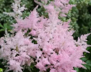 耐寒多年生花卉的种植与养护（打造四季美景，享受花园乐趣）3