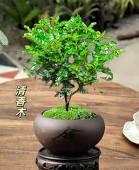 Can Redwood Fragrant Rose be potted? — Care techniques for potted Redwood Fragrant Rose (flowering period, suitable temperature, watering and fertilization methods) 3