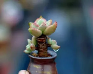 如何正确养护和修剪您的昂斯诺老桩？（昂斯诺老桩的养护方法及造型技巧）1