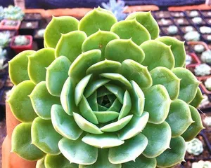 如何正确养护和修剪您的昂斯诺老桩？（昂斯诺老桩的养护方法及造型技巧）3