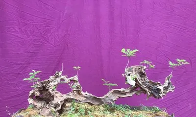 黄荆盆景的剪枝时间和技巧（适合几月份修剪？如何正确修剪？）1