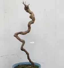 黄荆盆景的剪枝时间和技巧（适合几月份修剪？如何正确修剪？）3