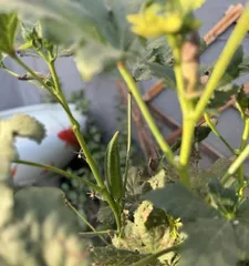 如何修剪和养护开败后的蔷薇（蔷薇修剪技巧及养护要点）1