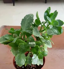 Maintenance and Pruning of Kalanchoe Old Stumps (How to Make Kalanchoe Old Stumps More Beautiful) 1