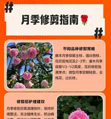 如何修剪和养护开败后的蔷薇（蔷薇修剪技巧及养护要点）2