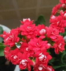 Maintenance and Pruning of Kalanchoe Old Stumps (How to Make Kalanchoe Old Stumps More Beautiful) 2