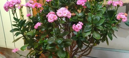 Maintenance and Pruning of Kalanchoe Old Stumps (How to Make Kalanchoe Old Stumps More Beautiful) 3