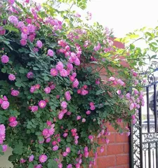 如何修剪和养护开败后的蔷薇（蔷薇修剪技巧及养护要点）3