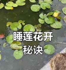 Water lilies are sunlight-loving aquatic plants (Uncovering the reasons and care tips for their love of sunlight) 1