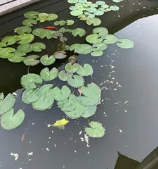 Water lilies are sunlight-loving aquatic plants (Uncovering the reasons and care tips for their love of sunlight) 2