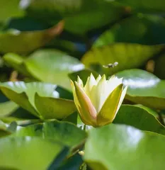 Water lilies are sunlight-loving aquatic plants (Uncovering the reasons and care tips for their love of sunlight) 3