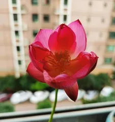 Indoor Lotus Care Methods (Creating a Fresh Water Town, Filling the Room with Lotus Fragrance)1