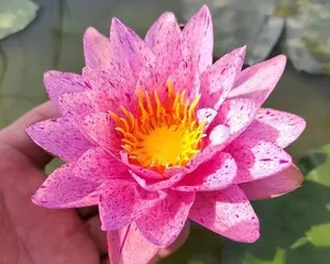 Indoor Lotus Care Methods (Creating a Fresh Water Town, Filling the Room with Lotus Fragrance)2