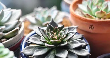 How to Grow and Bloom Black Prince Succulents (Creating a Colorful Succulent Garden, Easy Care for Black Prince Succulents) 1
