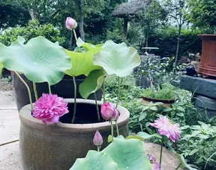 Indoor Lotus Care Methods (Creating a Fresh Water Town, Filling the Room with Lotus Fragrance)3