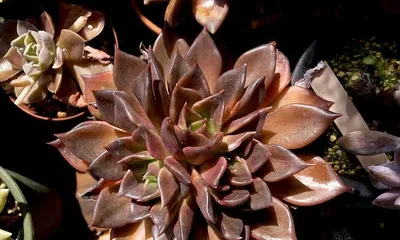How to Grow and Bloom Black Prince Succulents (Creating a Colorful Succulent Garden, Easy Care for Black Prince Succulents) 2
