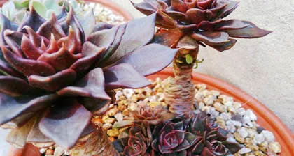 How to Grow and Bloom Black Prince Succulents (Creating a Colorful Succulent Garden, Easy Care for Black Prince Succulents) 3