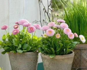 Secrets to Caring for Potted Chrysanthemums (Creating a Charming Garden—Chrysanthemum Cultivation Guide) 1