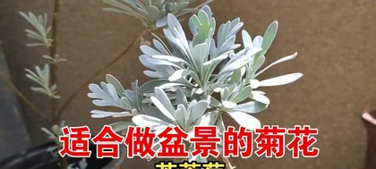 Secrets to Caring for Potted Chrysanthemums (Creating a Charming Garden—Chrysanthemum Cultivation Guide) 2