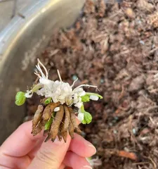 Care and Handling of Ranunculus After Flowering (Tips and Secrets for Longer Blooms) 1