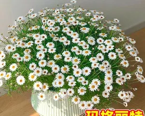 Secrets to Caring for Potted Chrysanthemums (Creating a Charming Garden—Chrysanthemum Cultivation Guide) 3