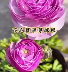 Care and Handling of Ranunculus After Flowering (Tips and Secrets for Longer Blooms) 2