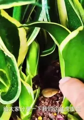 How to Care for Snake Plant, Create a Lush Green Plant Paradise with Robust Leaves 1