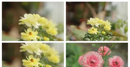 Care and Handling of Ranunculus After Flowering (Tips and Secrets for Longer Blooms) 3