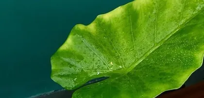 The Toxicity and Care of Lotus (Source of Lotus Toxicity, Is Lotus Suitable for Indoor Cultivation, How to Properly Care for Lotus, etc.) 1