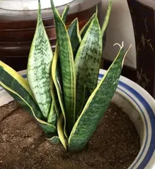 How to Care for Snake Plant, Create a Lush Green Plant Paradise with Robust Leaves 2