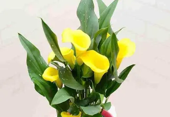 The Toxicity and Care of Lotus (Source of Lotus Toxicity, Is Lotus Suitable for Indoor Cultivation, How to Properly Care for Lotus, etc.) 2